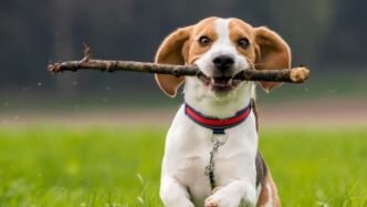 Why Do Dogs Like Sticks