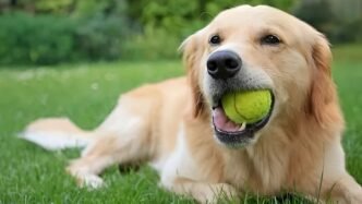 Why Do Dogs Love Tennis Balls