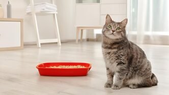 Why Is My Cat Peeing Outside the Litter Box