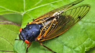 How Do Cicadas Make So Much Noise