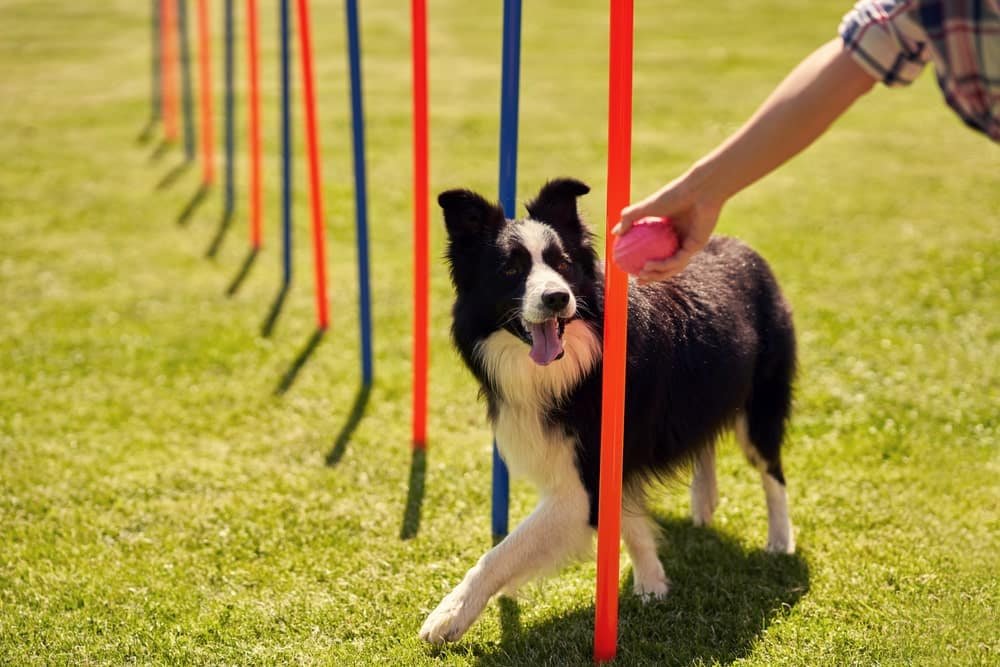 Stop Bossing Your Dog Around: 3 Groundbreaking Shifts for Faster, Stress-Free Training